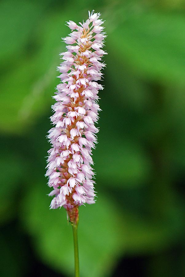 Bistorta officinalis